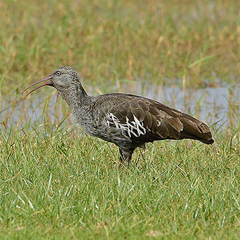 Wattled Ibis