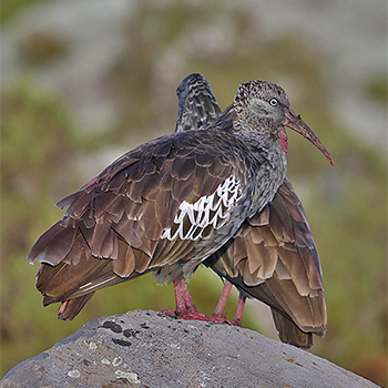 Wattled Ibis