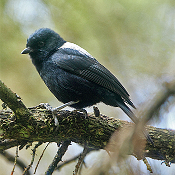 White-backed Black-tit