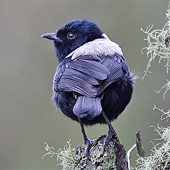 White-backed Black-tit