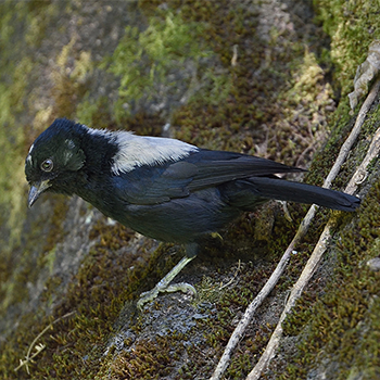 White-backed Black-tit