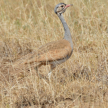 White-bellied Bustard
