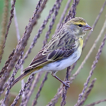White-bellied Canary