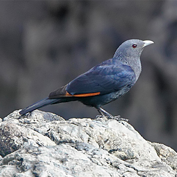 White-billed Starling