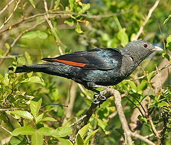 White-billed Starling