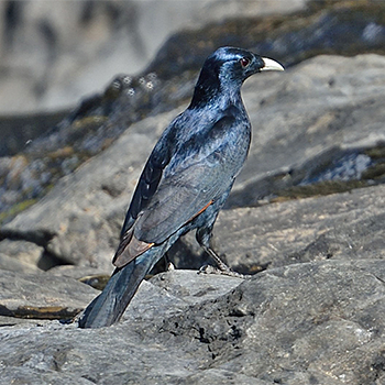 White-billed Starling