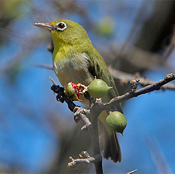 Abyssinian White-eye
