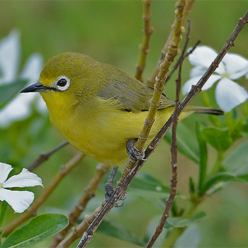 Abyssinian White-eye