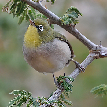 Abyssinian White-eye