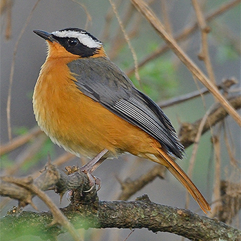 White-browed Robin-chat