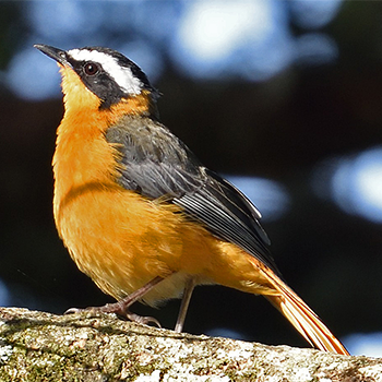 White-browed Robin-chat
