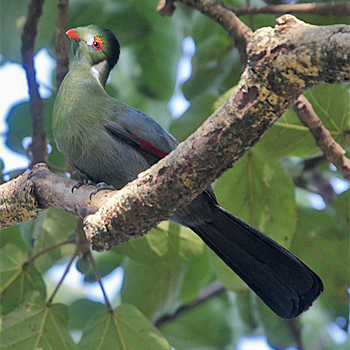 White-cheeked Turaco
