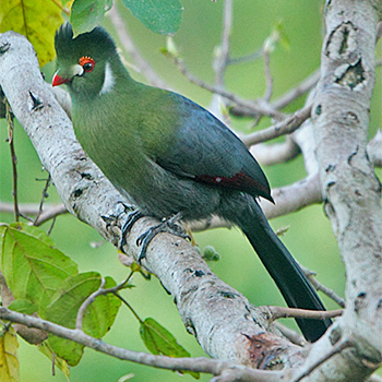 White-cheeked Turaco