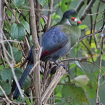White-cheeked Turaco