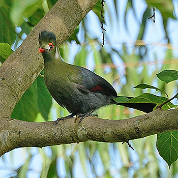 White-cheeked Turaco