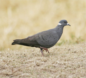White-collared Pigeon