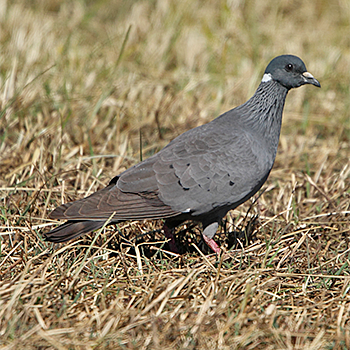 White-collared Pigeon