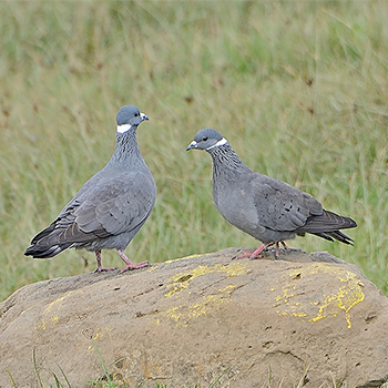 White-collared Pigeon