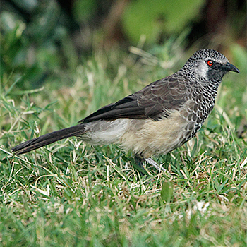 White-rumped Babbler