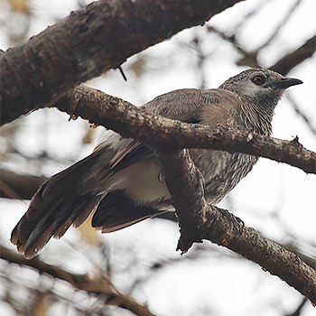 White-rumped Babbler