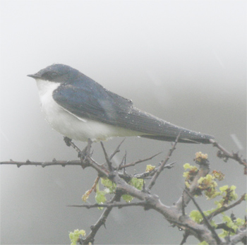 White-tailed Swallow