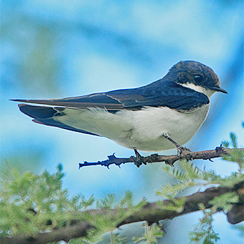 White-tailed Swallow