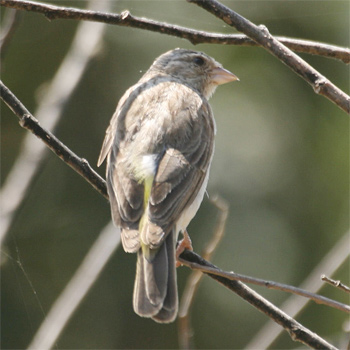 Yellow-rumped Serin