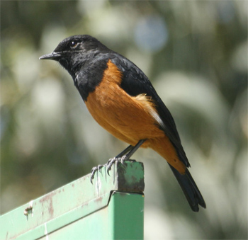White-winged Cliff Chat
