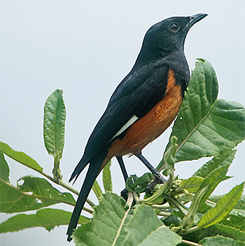 White-winged Cliff-chat
