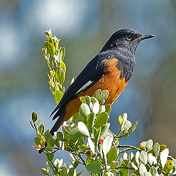 White-winged Cliff-chat