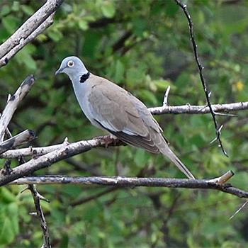 White-winged Collared-dove