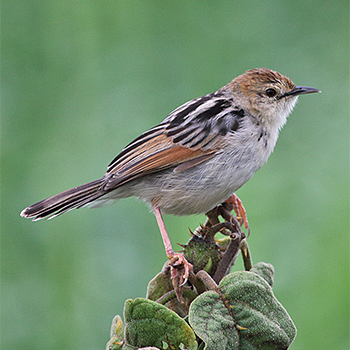 Ethiopian Cisticola