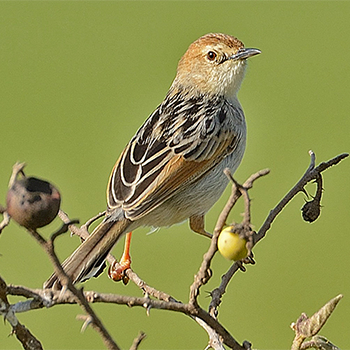 Ethiopian Cisticola