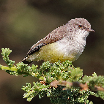 Yellow-bellied Eremomola