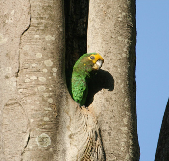 Yellow-fronted Parrot