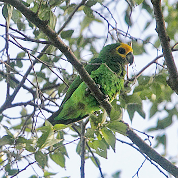 Yellow-fronted Parrot