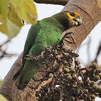 Yellow-fronted Parrot