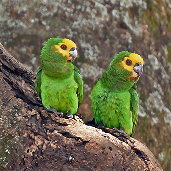Yellow-fronted Parrot