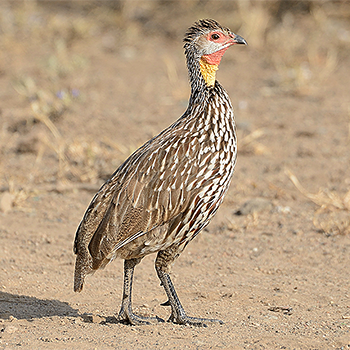 Yellow-necked Francolin