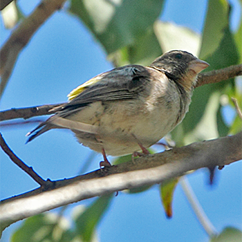 Yellow-rumped Serin