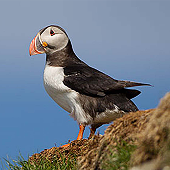 Atlantic Puffin