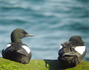 Black Guillemots