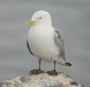 Black-legged Kittiwake