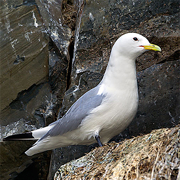 Black-legged Kittiwake