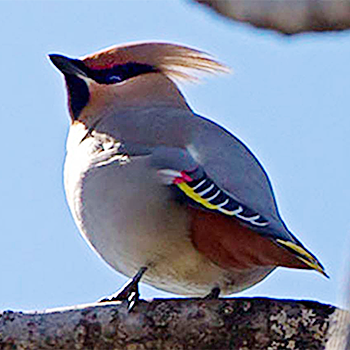 Bohemian Waxwing