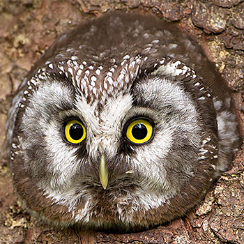 Boreal Owl
