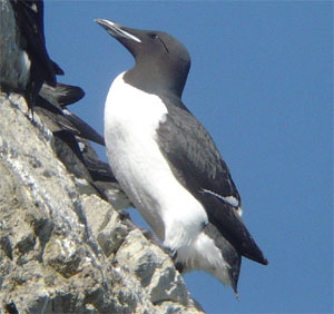 Thick-billed Murre