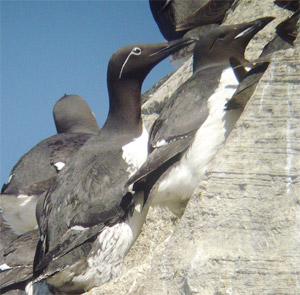 Common and Thick-billed Murres