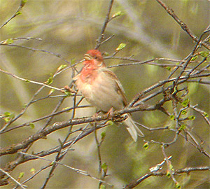 Common Rosefinch