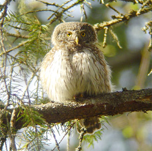 Eurasian Pygmy-owl
